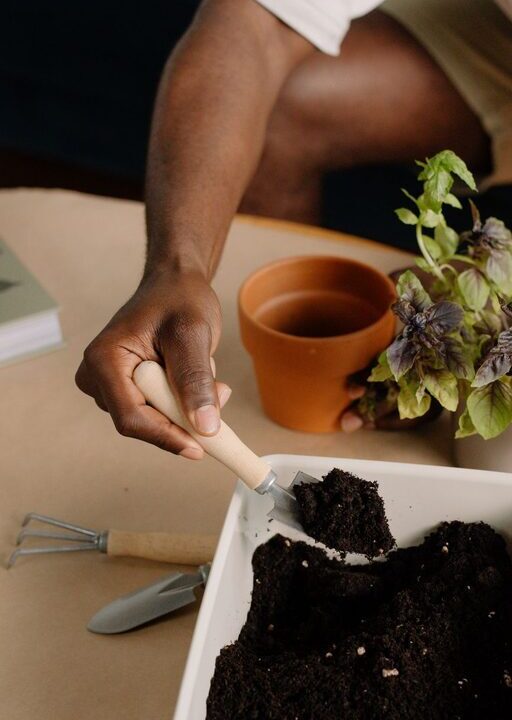 How to Start a Small Herb Garden Indoors: A Beginner’s Guide